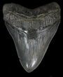 Huge, Serrated Megalodon Tooth - South Carolina #35953-2